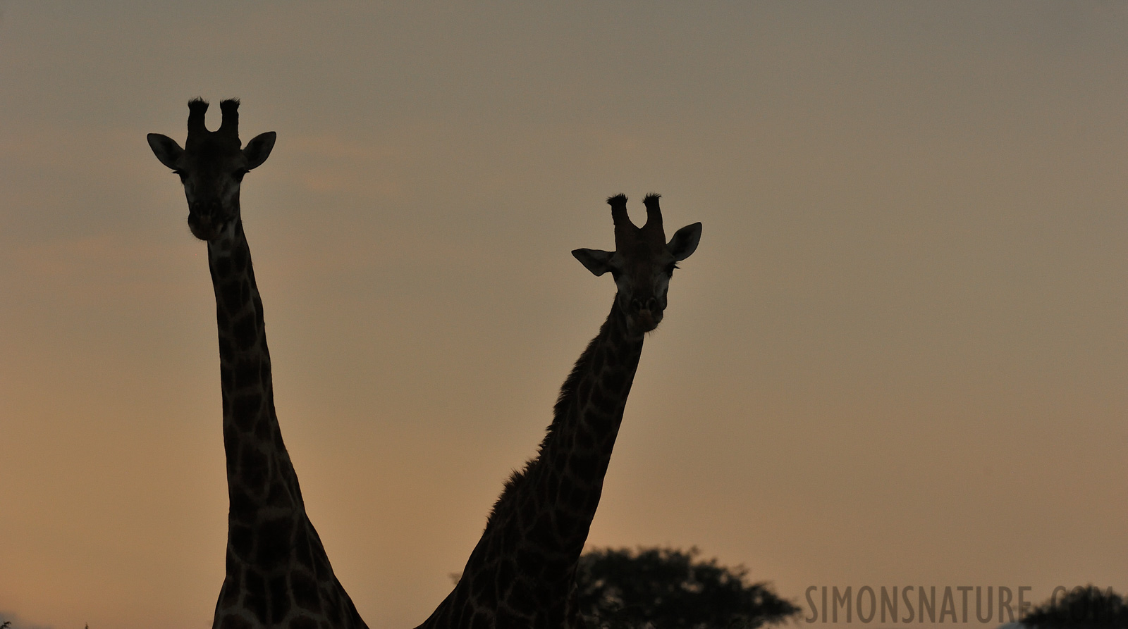 Giraffa giraffa giraffa [280 mm, 1/1000 sec at f / 8.0, ISO 1600]